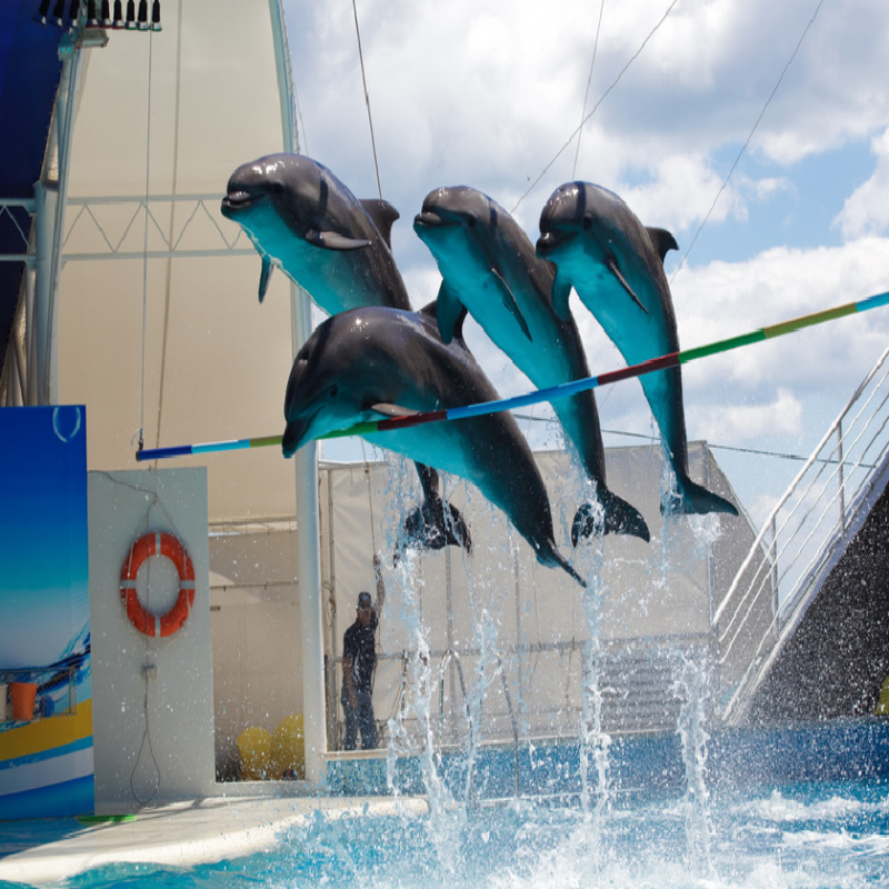 5 Amazing Dolphin Experiences in Egypt – Swim and Play with Dolphins Safely